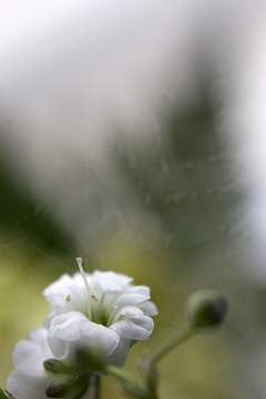 Photographs
