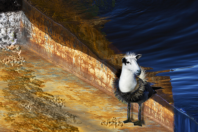 Lambgull